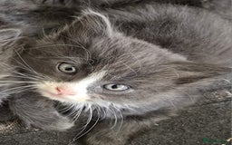 Mixed Breed cats for sale: 5 cute blue and blue&white long-haired kittens - Image 12