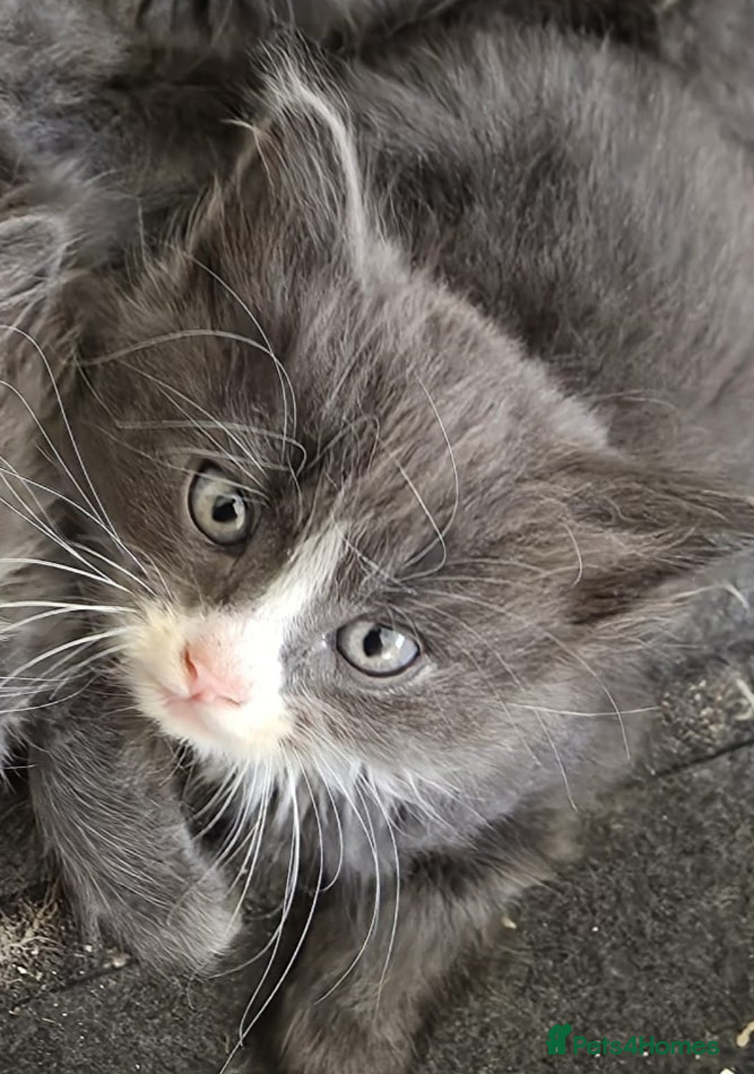Mixed Breed cats for sale: 5 cute blue and blue&white long-haired kittens - Image 12