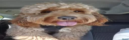 Cockapoo dogs for stud: Cockapoo F1 for stud - Advert 2