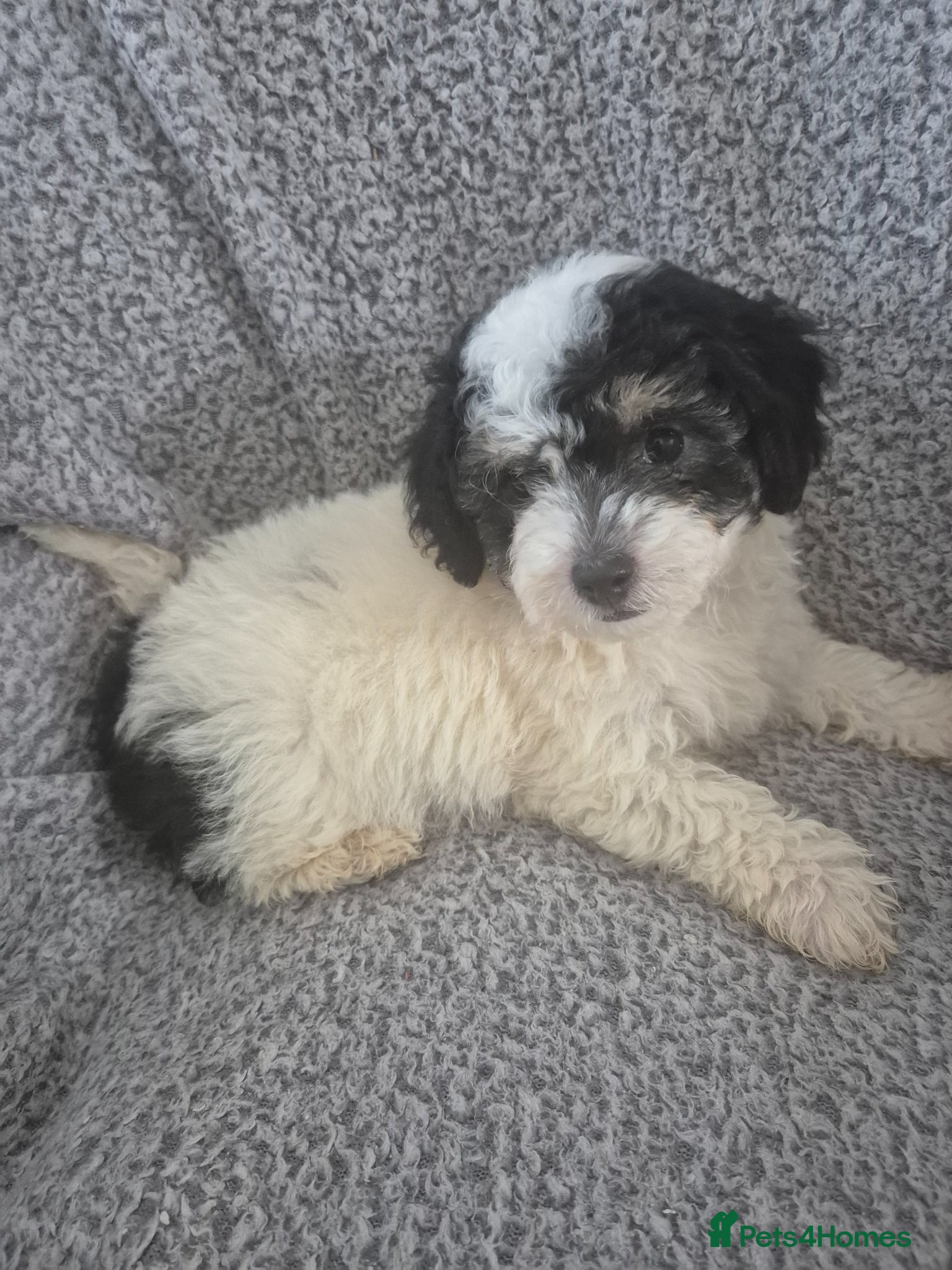 Maltipoo dogs Stunning F1 multipoo puppies - Advert 2