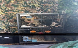 Rat rodents for sale: 4 Fancy Rats, 3 story cage and accessories  - Image 5