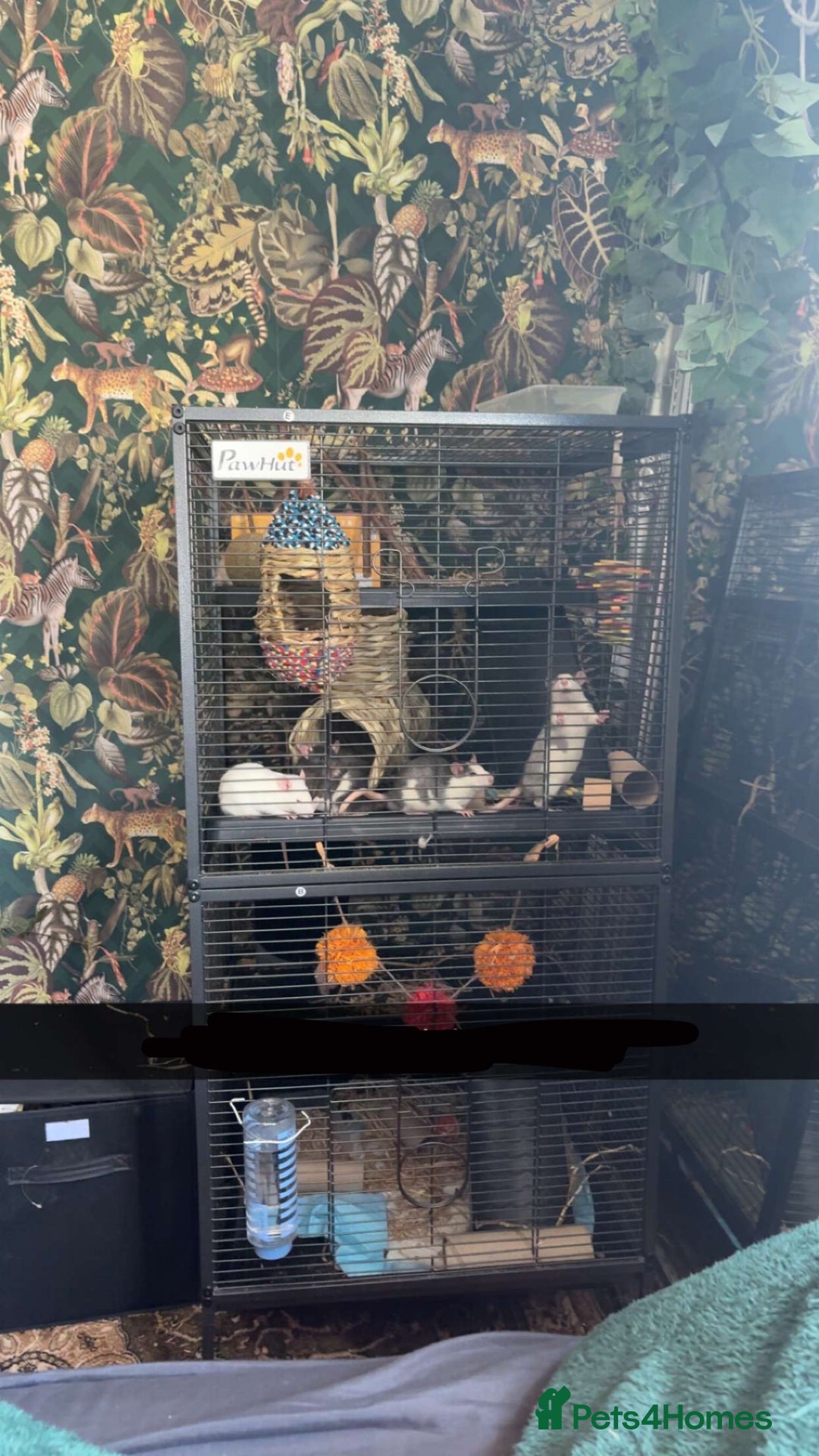 Rat rodents for sale: 4 Fancy Rats, 3 story cage and accessories  - Image 5