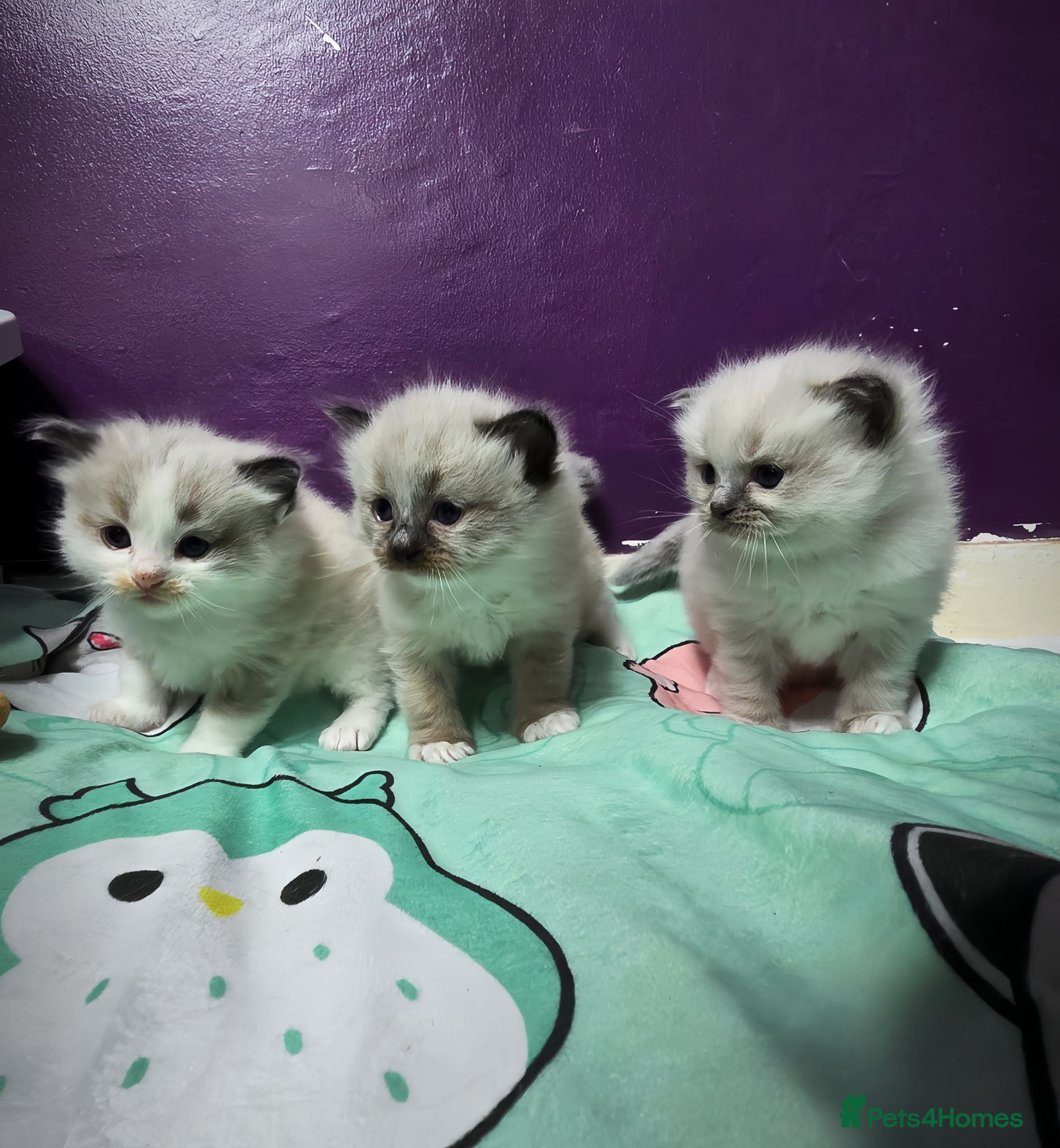 Ragdoll cats Ragdoll kittens *3 STILL AVAILABLE £450* - Advert 1