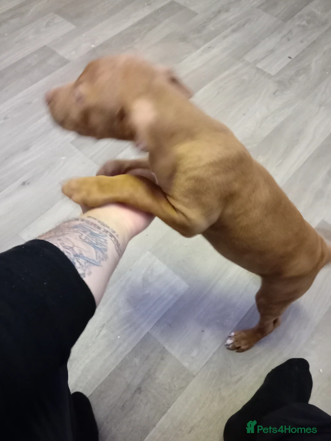 American Bull Staffy dogs for sale: American bully Staffordshire  - Advert 3