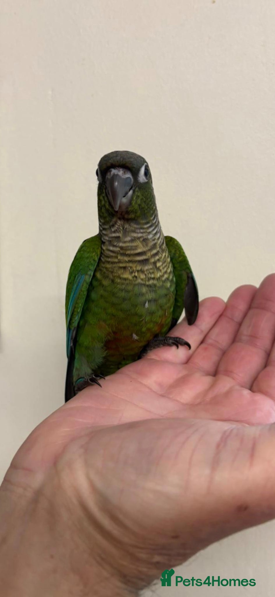 Conures birds Hand reared greencheek conures  - Advert 7