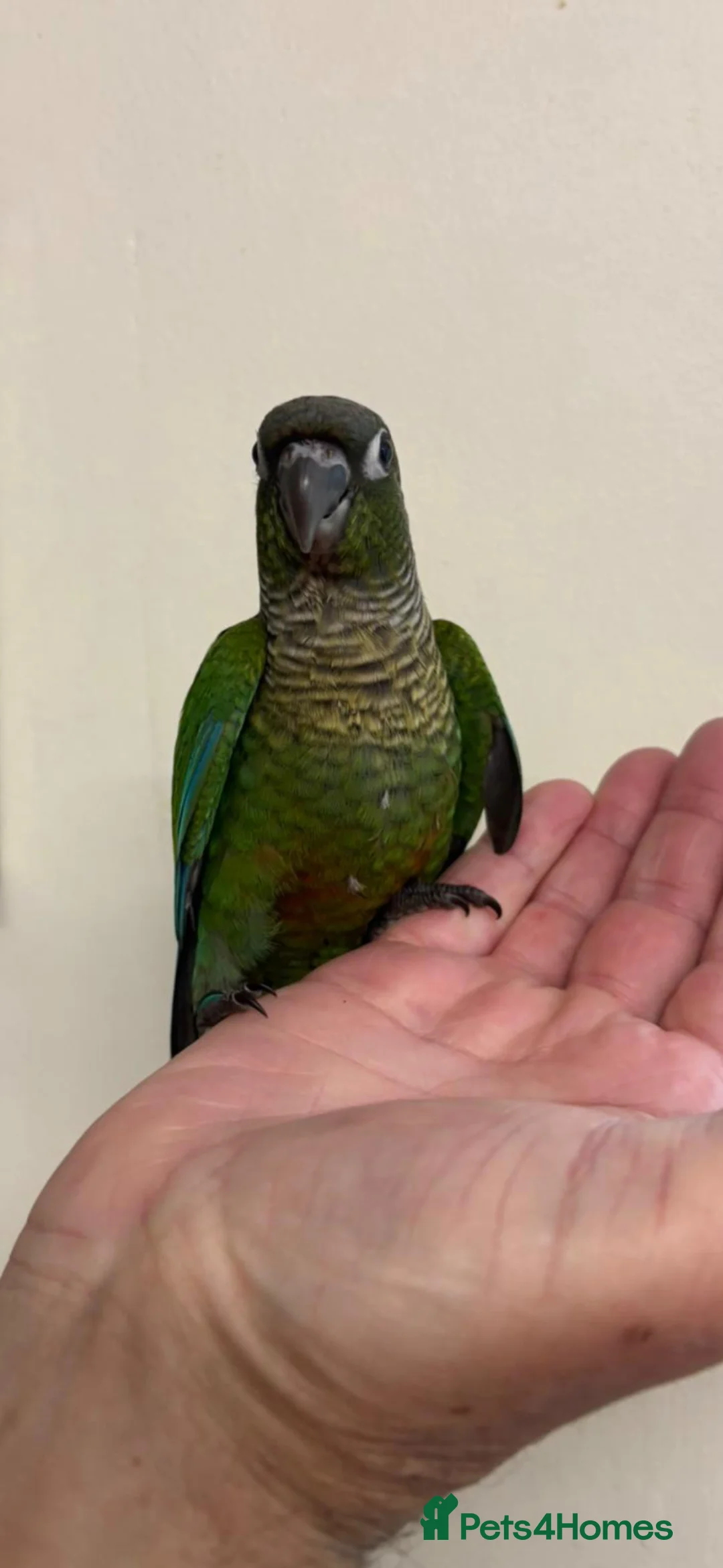Conures birds for sale: Hand reared greencheek conures  - Advert 1
