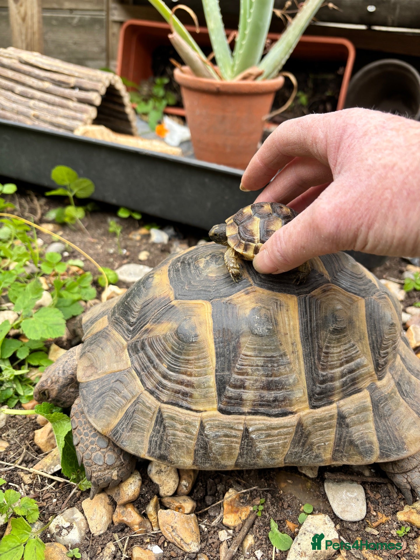 Tortoise reptiles Mediterranean Spurthigh Tortoise Hatchlings - Advert 17