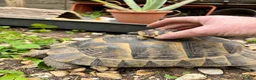 Tortoise reptiles for sale: Mediterranean Spurthigh Tortoise Hatchlings - Advert 1