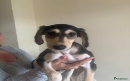 Saluki dogs for sale: KC registered Saluki puppies - Image 3