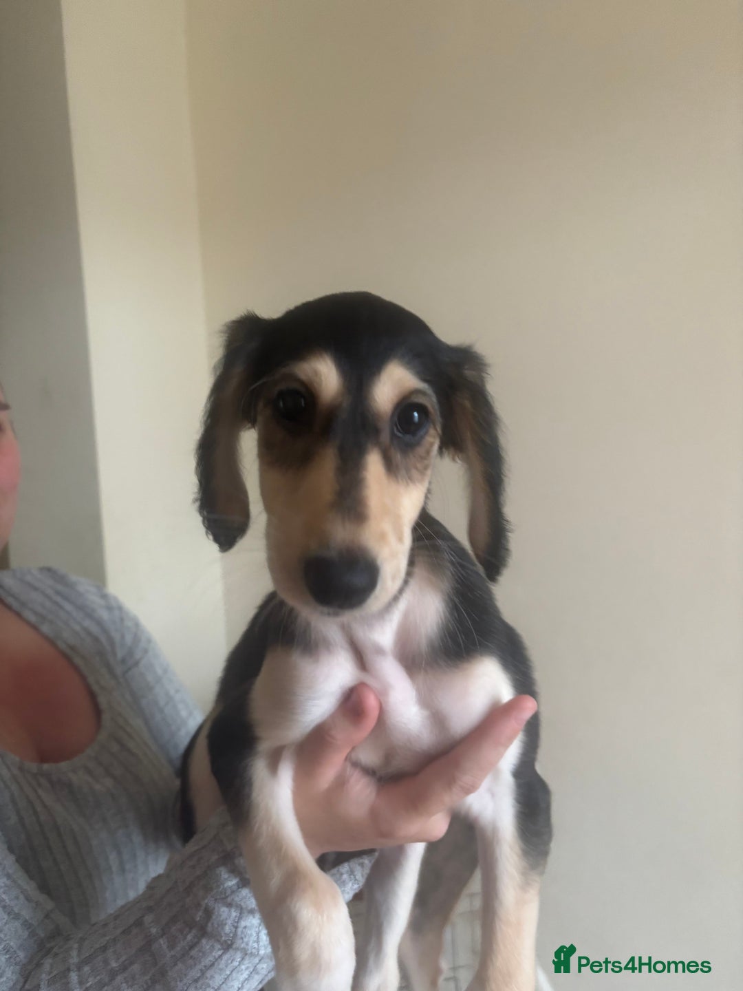 Saluki dogs for sale: KC registered Saluki puppies - Image 3
