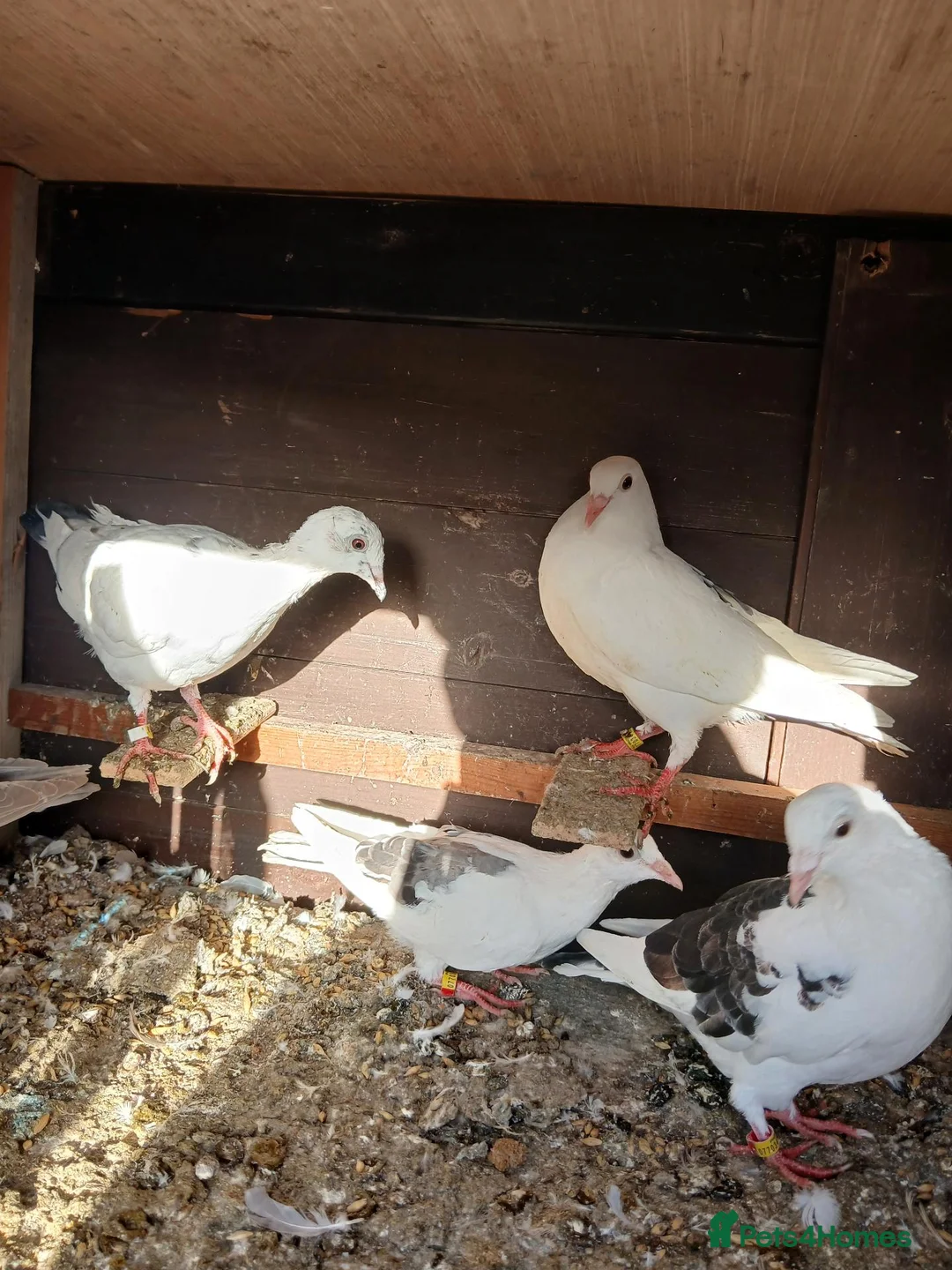 Pigeons birds for sale: young racing pigeons  - Advert 2