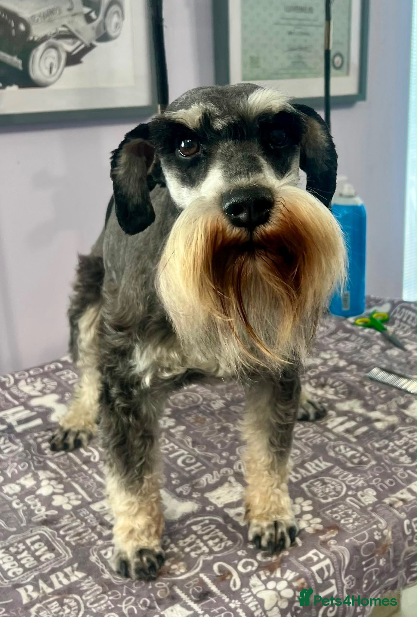 Miniature Schnauzer dogs Beautiful boy - Advert 17