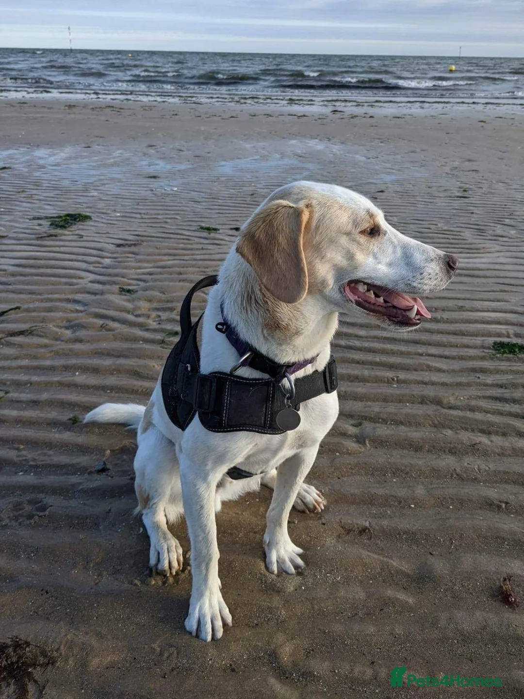 Mixed Breed dogs for adoption: Cairo Looking For His Forever Home  - Advert 8