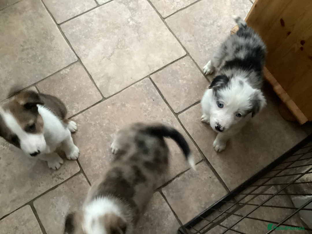 Border Collie dogs for sale: Border  collie pups. Mixed colours. - Advert 24