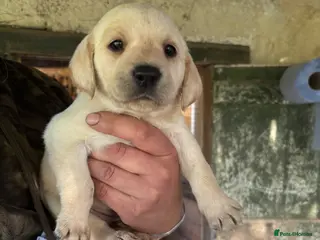 Labrador Retriever dogs Working Labrador pups - Advert 1
