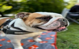 English Bulldog dogs for sale: Reggie - Image 5