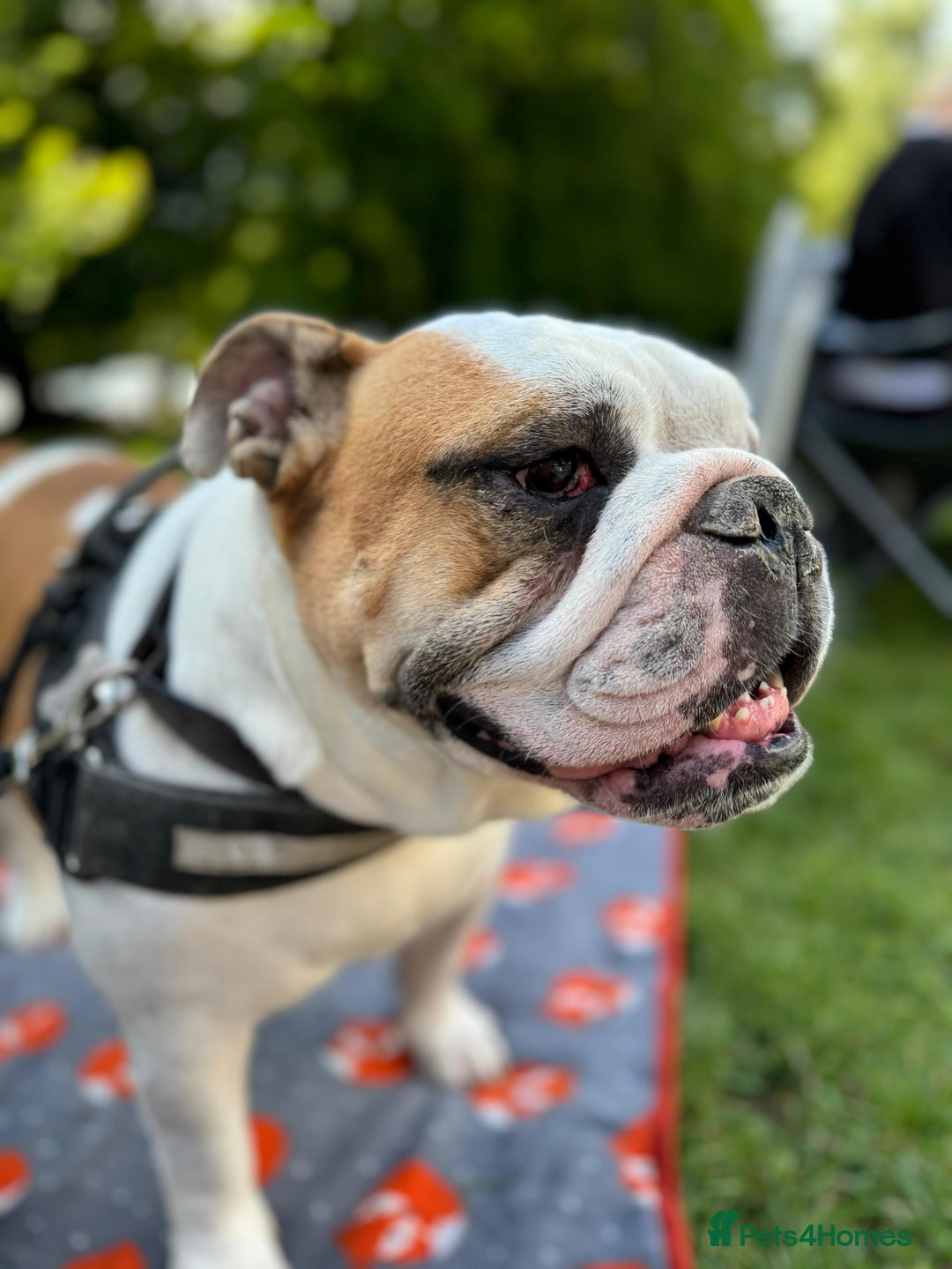 English Bulldog dogs for sale: Reggie - Image 5