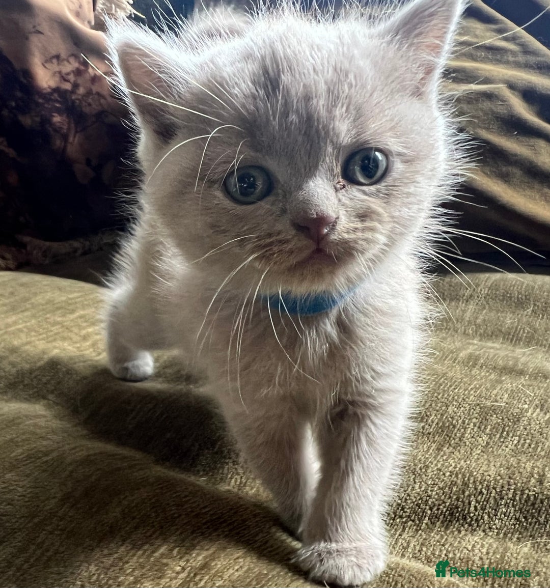 Scottish Fold cats for sale: Beautiful lilac Scottishfold straight ear kittens  - Image 15