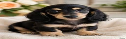 Miniature Dachshund dogs for sale: 🌟KC reg.Miniature LH Dachshund Puppies 🌟  - Advert 1