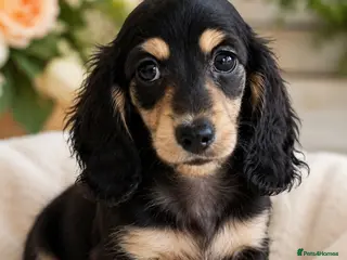 Miniature Dachshund dogs 🌟KC reg.Miniature LH Dachshund Puppies 🌟 - Advert 11