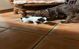 Sprocker dogs for sale:  Sprocker Spaniel READY TO LEAVE!!! 🐶 Only 1 left - Image 20