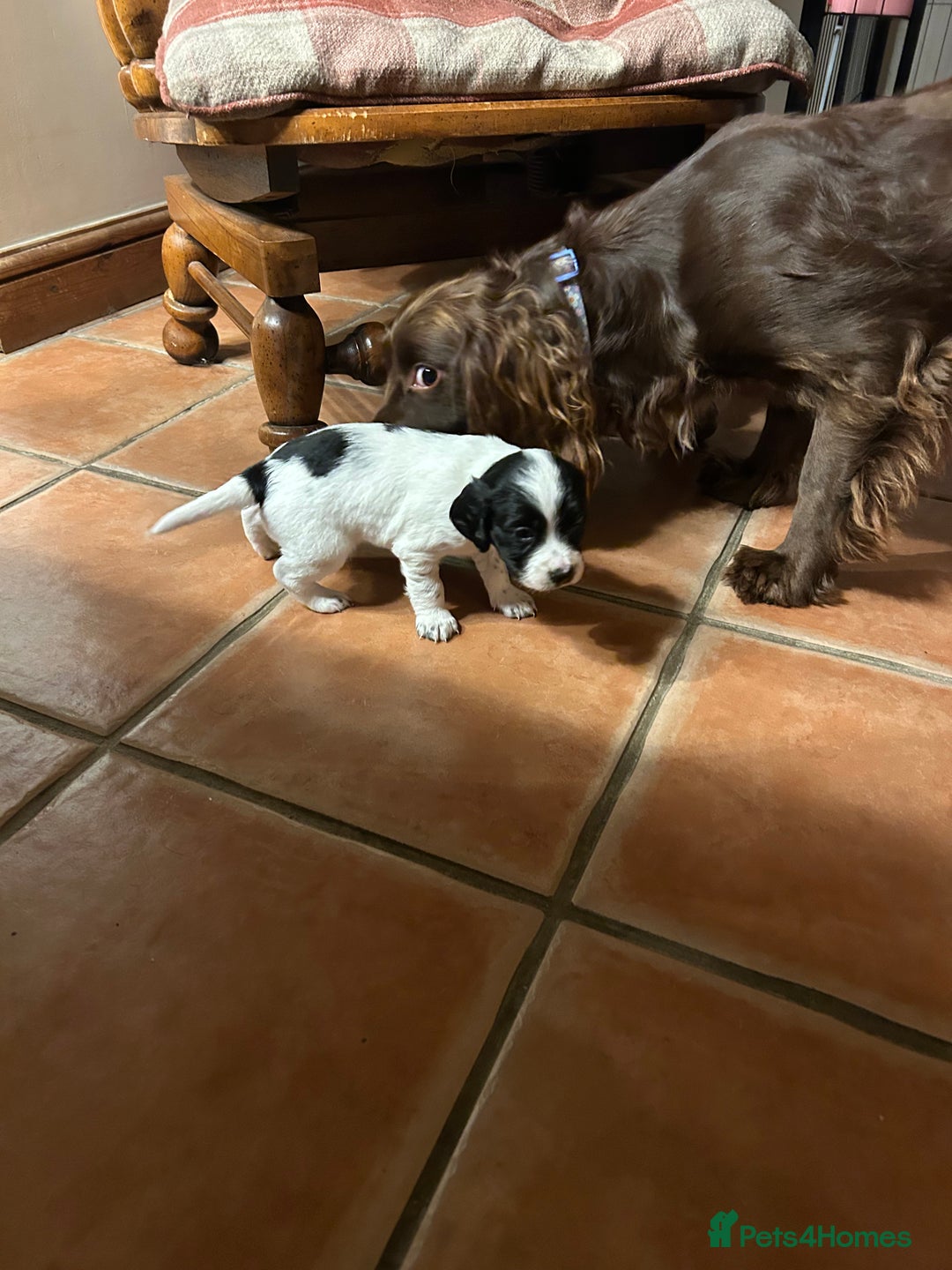 Sprocker dogs for sale:  Sprocker Spaniel READY TO LEAVE!!! 🐶 Only 1 left - Image 20