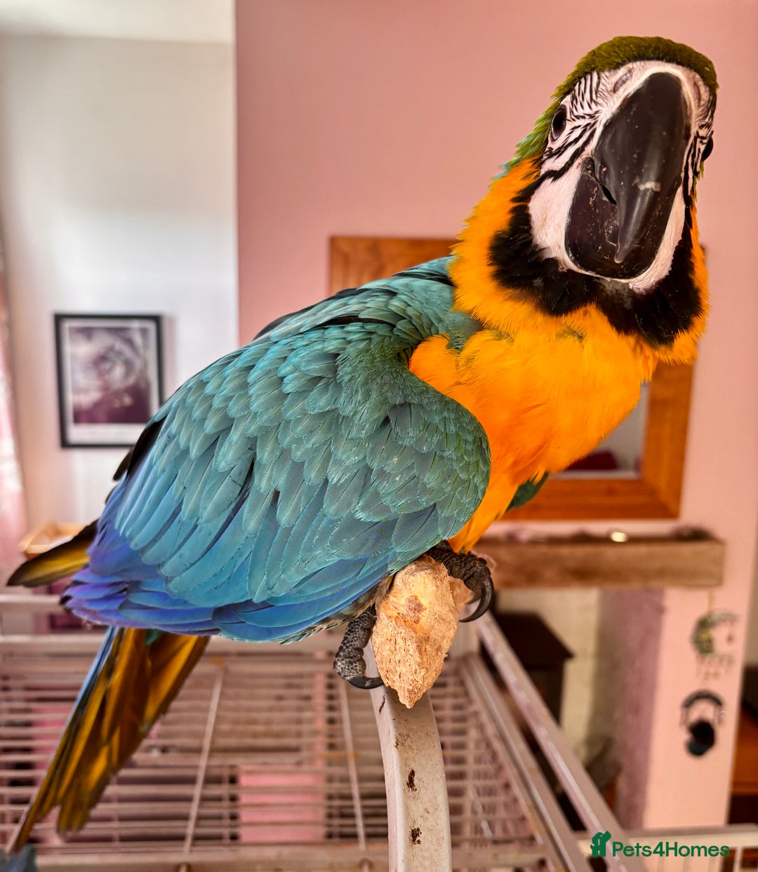Macaws birds for sale: Baby Blue And Gold Macaw - Image 1