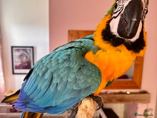 Macaws birds - Advert 1