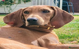 Segugio Italiano dogs for adoption: Duffy – 3 yr old boy, Striking Segugio Italiano X - Image 1