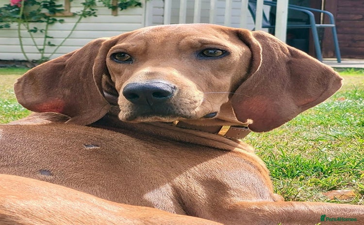 Segugio Italiano dogs - Advert 2