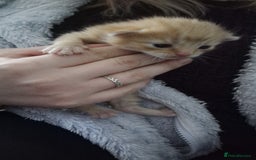 Mixed Breed cats for sale: 6 beautiful kittens  - Advert 7