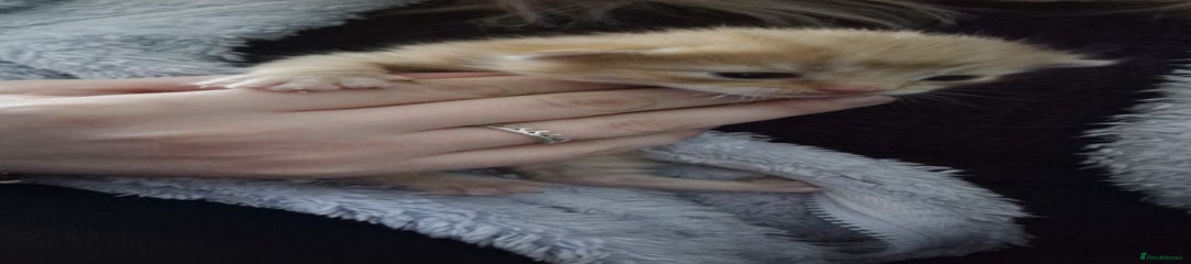 Mixed Breed Kitten 2