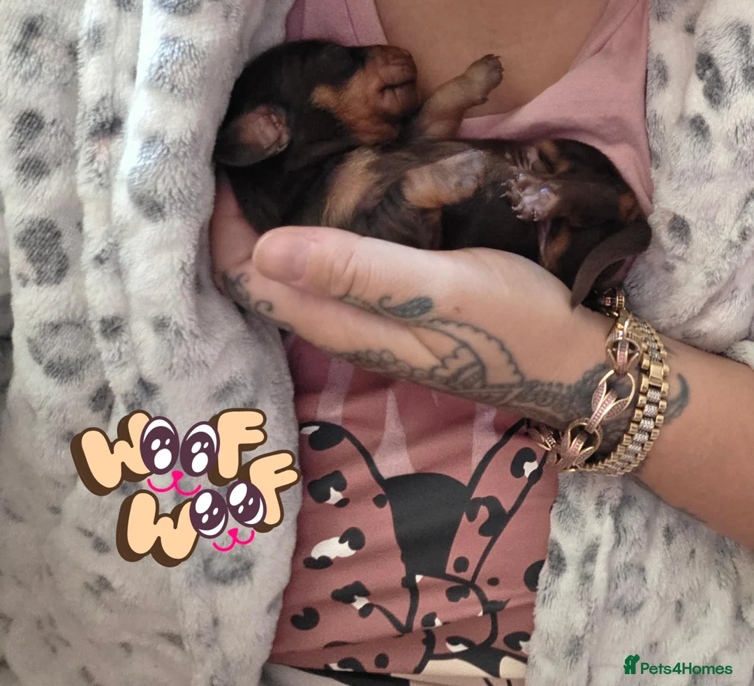 Miniature Dachshund dogs for sale: Miniature dachshunds - Advert 15