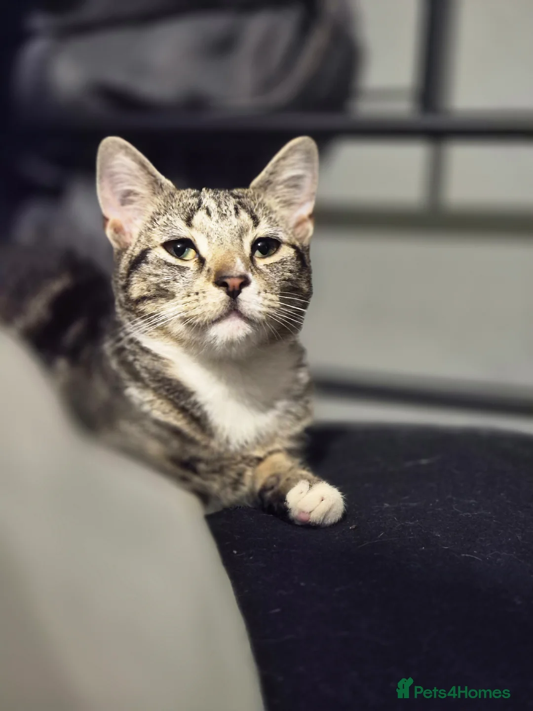 Mixed Breed dogs for sale: 1 year old female urgent! READ DESCRIPTION - Advert 7