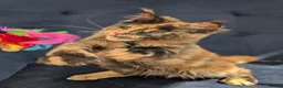 Maine Coon cats for sale: Tica registered Maine coon affectionate girl  - Advert 12