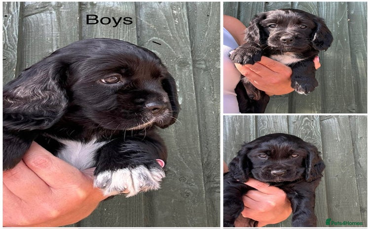Cockalier dogs - Advert 1