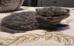 British Shorthair cats for sale: Beautiful British blue short haired kittens  - Image 4