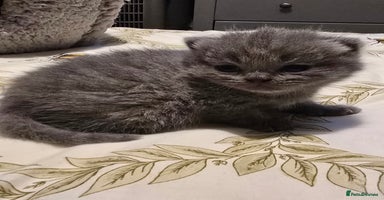 British Shorthair cats - Advert 11