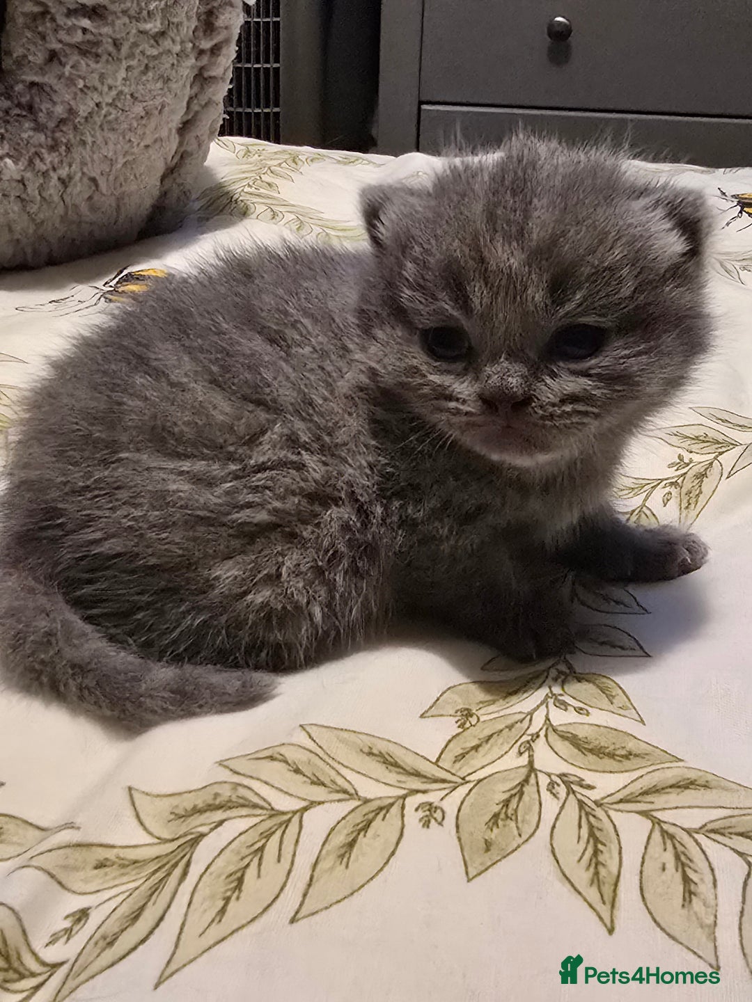 British Shorthair cats for sale: Beautiful British blue short haired kittens  - Image 4
