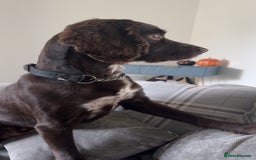 Sprocker dogs for sale: 2 year old Sprocker  - Image 5