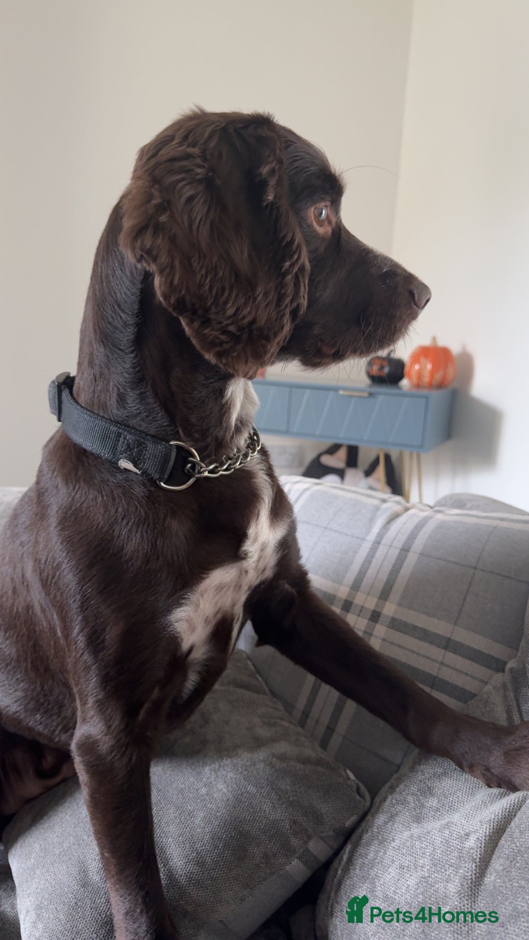 Sprocker dogs for sale: 2 year old Sprocker  - Image 5