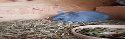 Netherland Dwarf rabbits for sale: Netherland Dwarfs - Advert 8