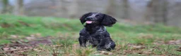 Cocker Spaniel dogs for stud: Blue Roan working cocker  - Advert 1