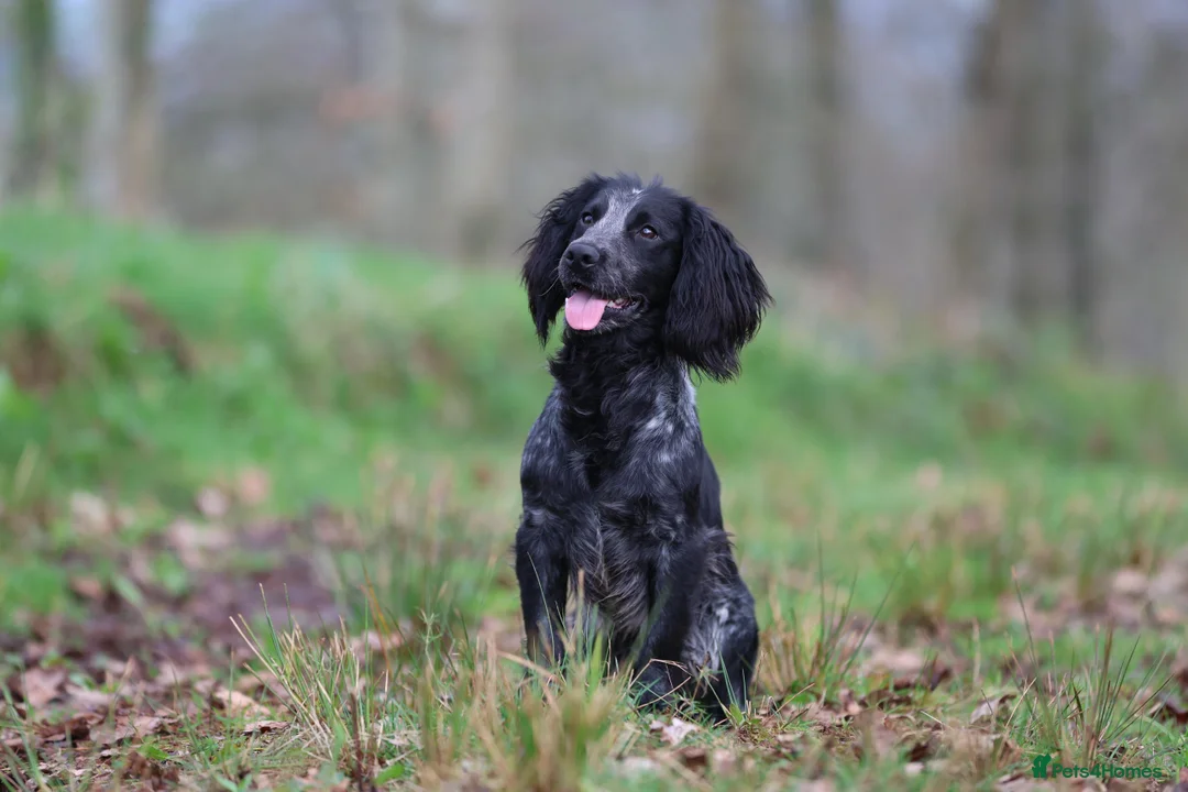 Cocker Spaniel dogs for stud: Blue Roan working cocker  - Advert 1