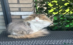 Scottish Fold cats for sale: RARE Triple folded ear Scottish fold kittens  - Image 17