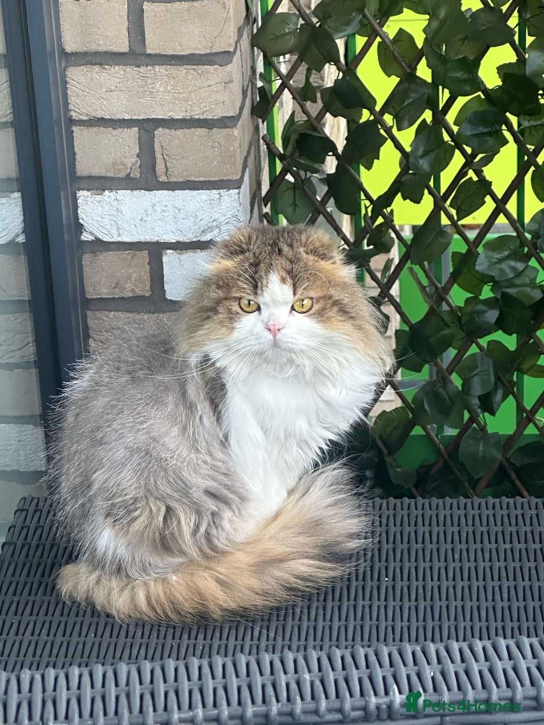 Scottish Fold cats for sale: RARE Triple folded ear Scottish fold kittens  - Image 17
