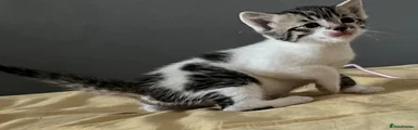 Female Kitten 2 – White & Tabby 🩷