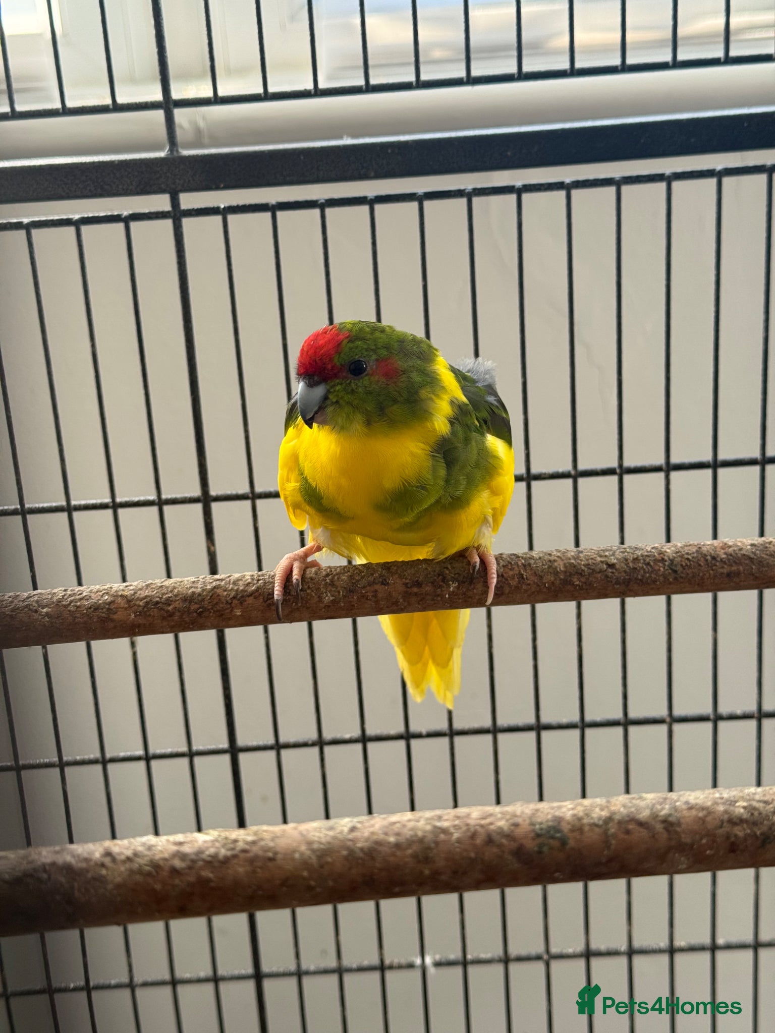 Parakeets birds Kakarikis - Advert 1