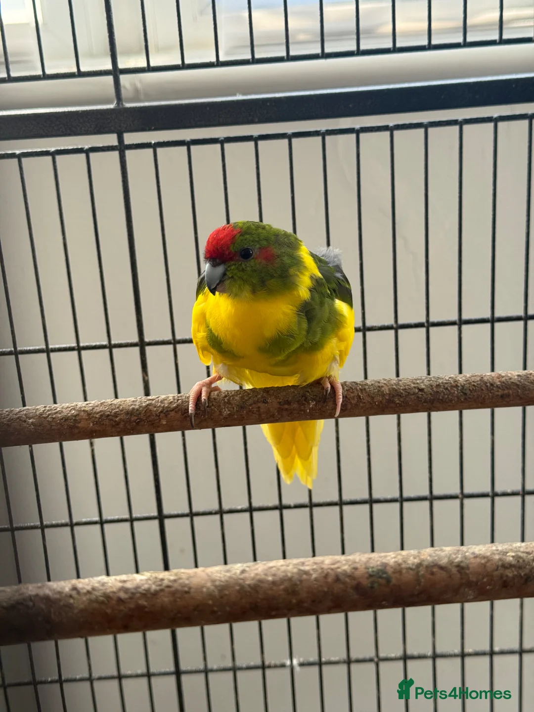 Parakeets birds for sale: Kakarikis - Advert 1