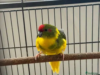 Parakeets birds Kakarikis - Advert 1